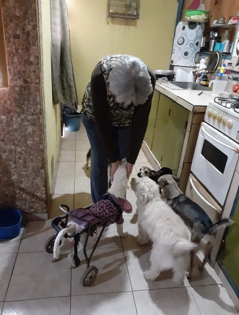 Pidió un préstamo para seguir rescatando perritos y la estafaron