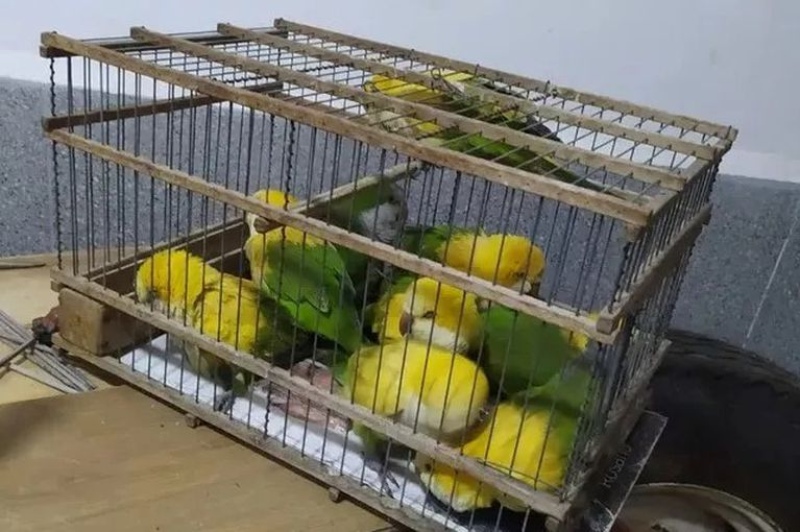 Desteñían loros para venderlos como aves exóticas