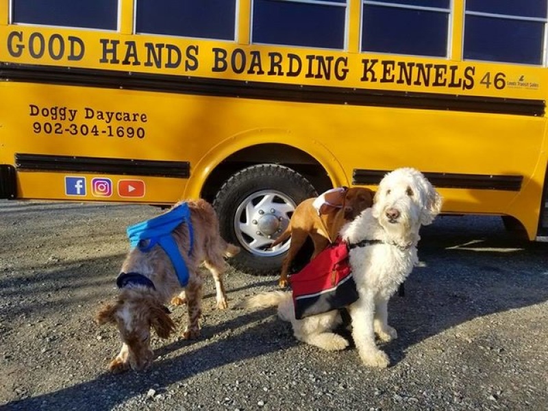 La escuela de perritos