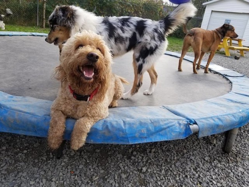 La escuela de perritos