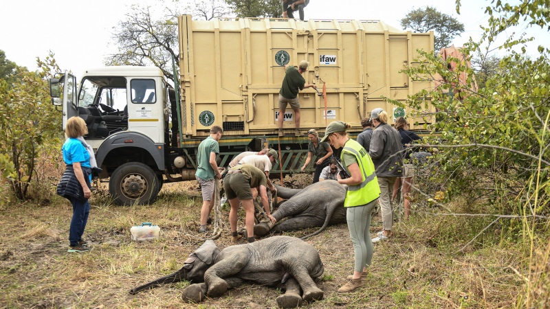 Mudan a 2.500 animales salvajes para salvarles la vida