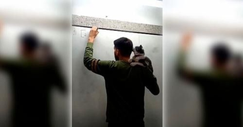 Dió clases con un gatito en el hombro