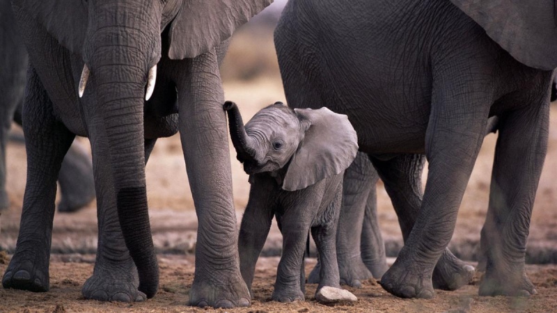 Día Mundial del Animal: por qué se celebra