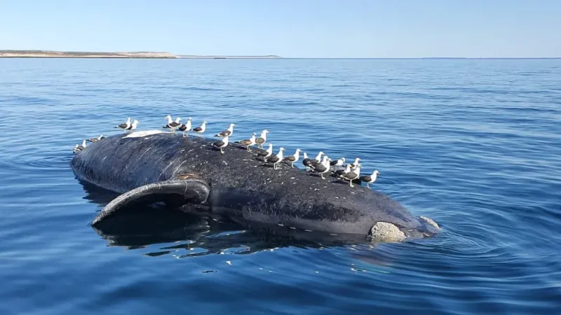 Ya son 15 las ballenas muertas en Península de Valdés