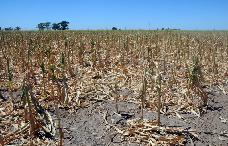 El campo perdió 130.000 hectáreas por la sequía