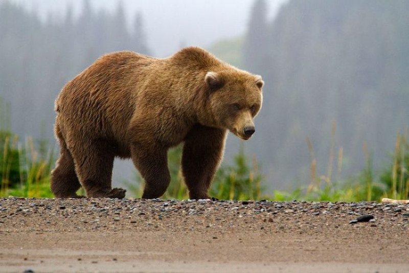 Dos deportistas fueron atacados por un oso