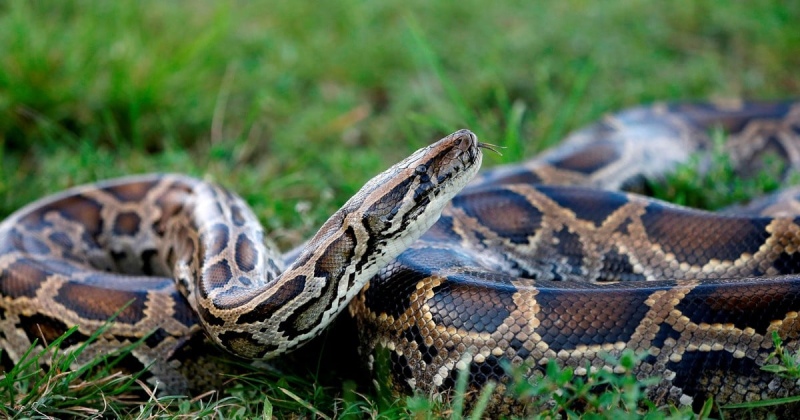 Una pitón gigante se devoró a una mujer