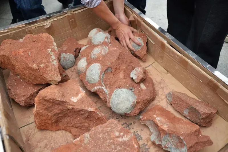 Descubrieron huevos de dinosaurio de 80 millones de años