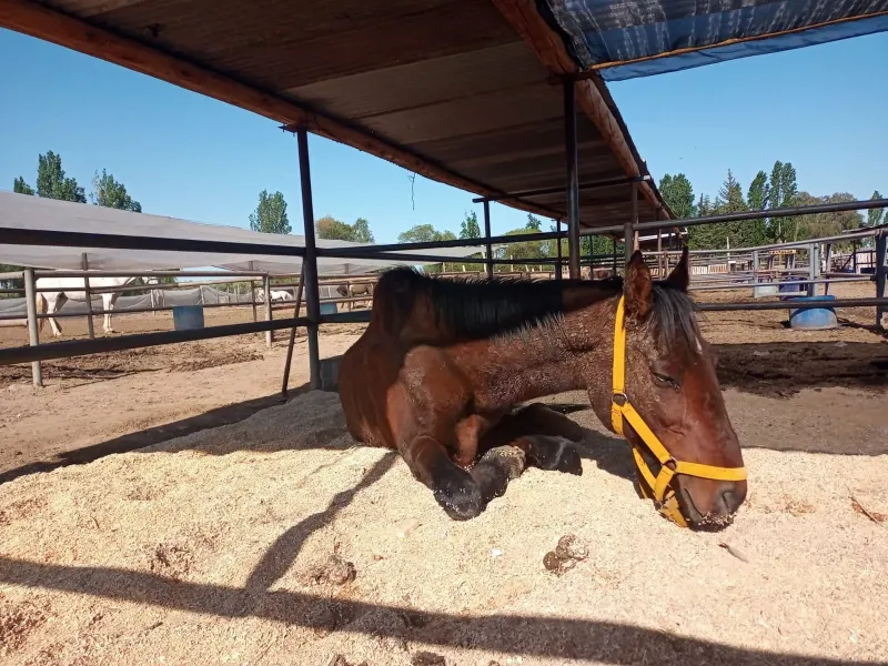 #TodosPorDurazno: la campaña para salvar la vida del caballo que fue abandonado