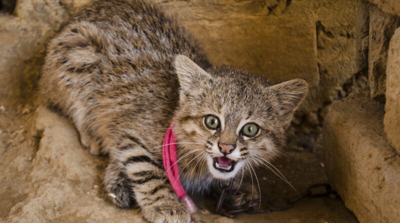 El gato del pajonal, una especie amenazada