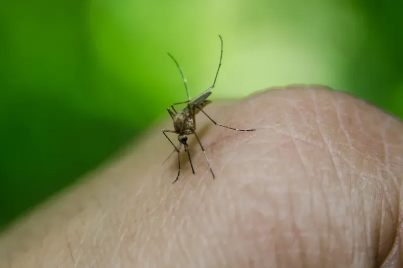 Dengue: advierten que pueden crecer los casos