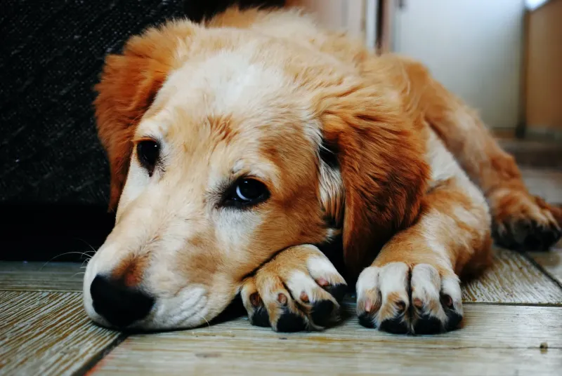 Un fallo en Córdoba reconoció a los perros como ”seres sintientes”