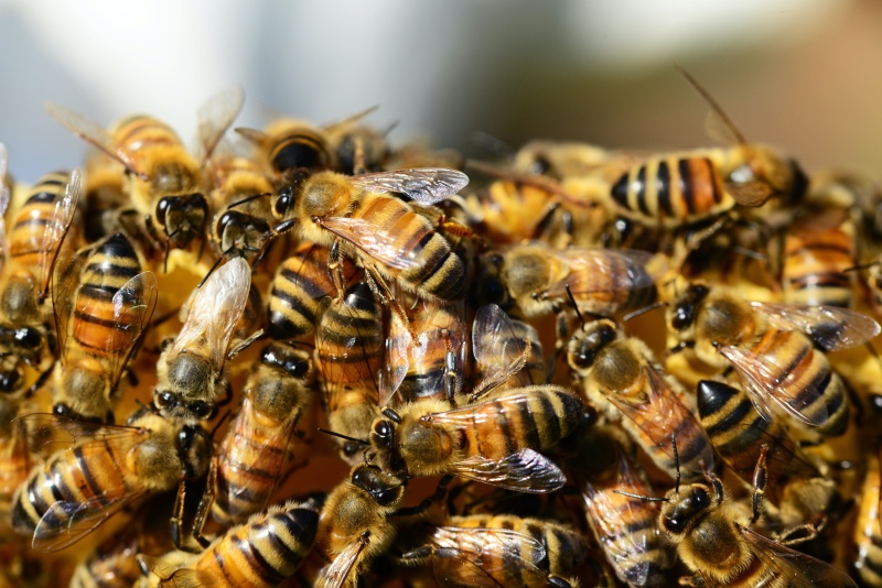 Un enjambre de abejas dejó un saldo de 32 personas hospitalizadas