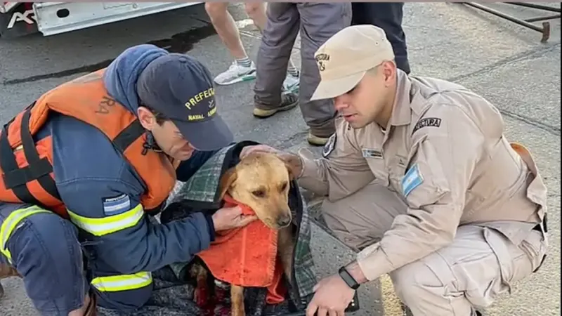 Prefectura Naval rescató a una perrita que quedó atrapada