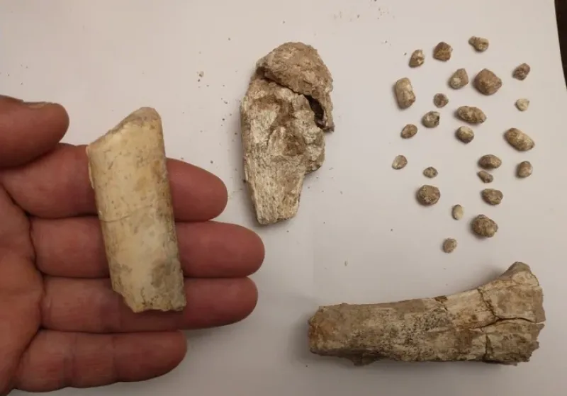 Encontraron los restos de un perezoso gigante de 100 mil años