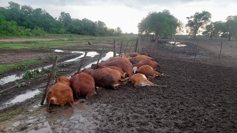 Cayó un rayo en Formosa que mató a más de 60 terneros