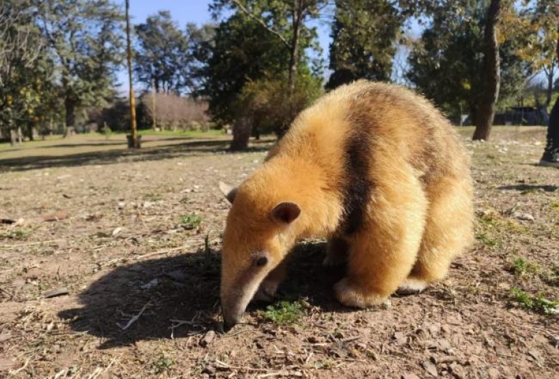 El oso melero, una especie amenazada