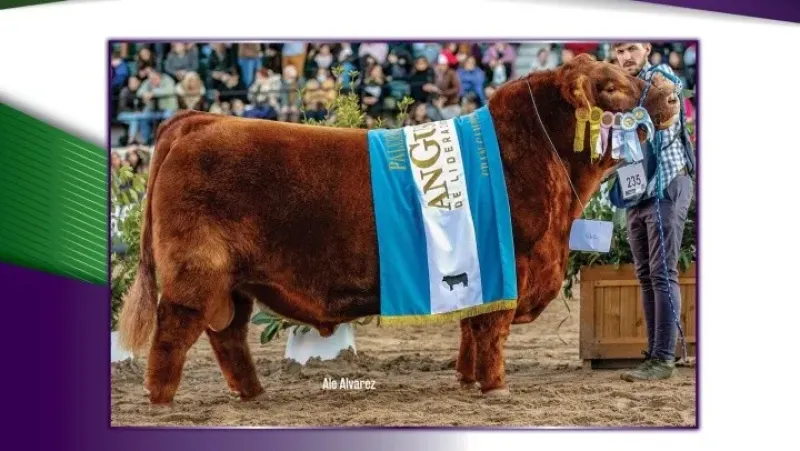 ”Quiero ganar la ternera, quiero ser campeón rural”