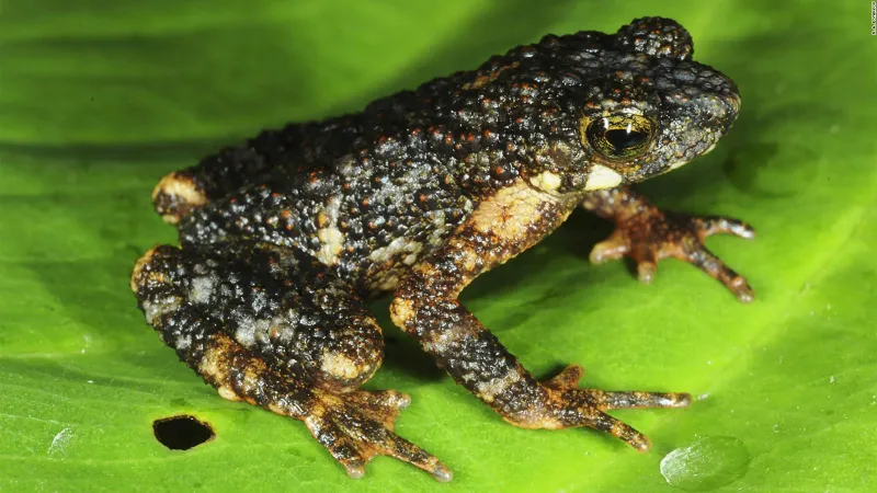 Descubrieron 146 nuevas especies de animales, plantas y hongos en 2022