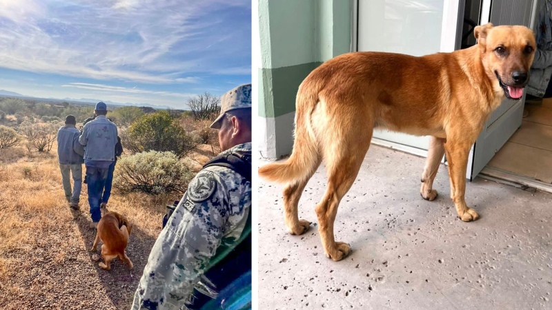 El perrito que salvó a su dueño