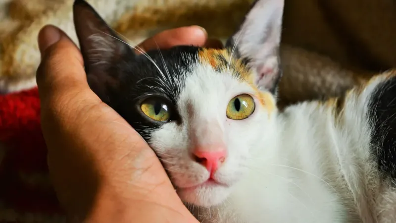 Los gatos reaccionan cuando sus dueños les hablan como bebés