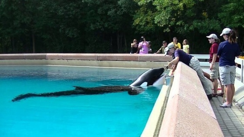 Piden la liberación de la orca que lleva 44 años cautiva