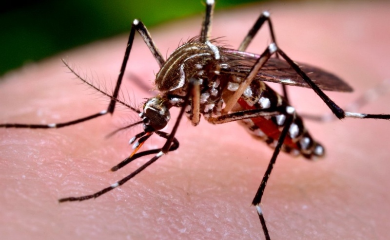 Confirmaron un caso de chikungunya en Chaco