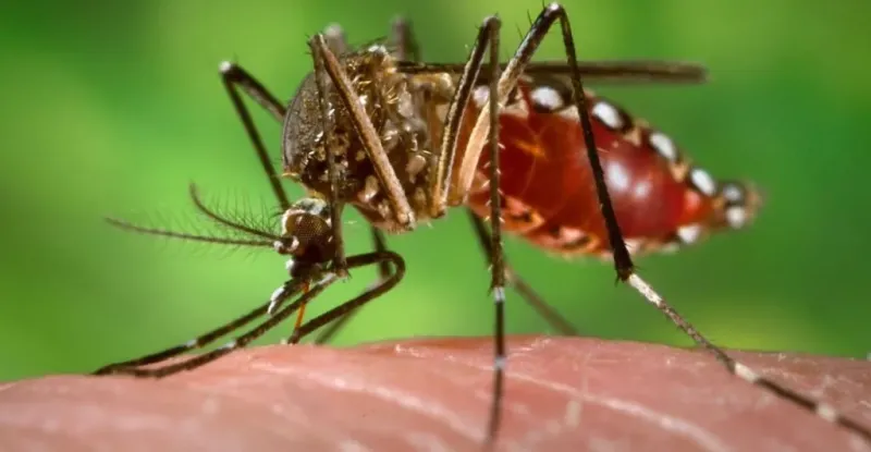 Encontraron mosquitos superresistentes  