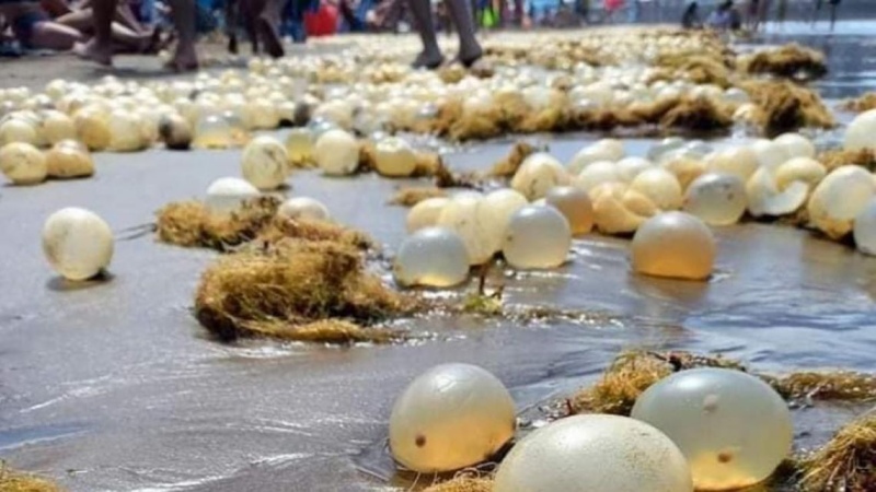 Organismos amarillentos aparecieron en las playas de Pinamar