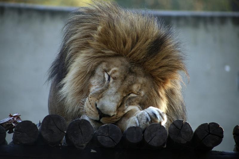 Murió el león Tango: estaba en el exzoológico de Córdoba desde 2008