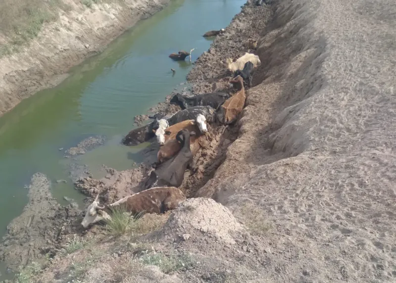 Murieron más de 3000 animales por falta de agua