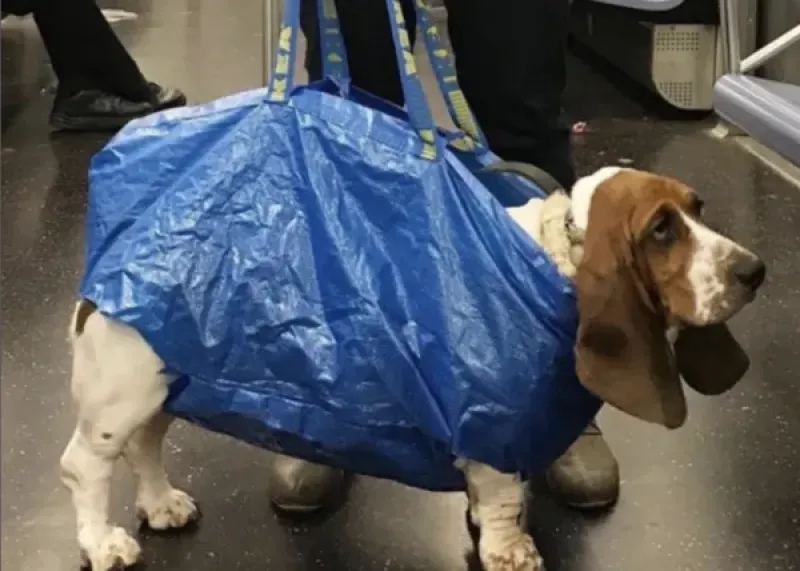 Nueva York prohibió los perros en el subte a menos que sea en un bolso