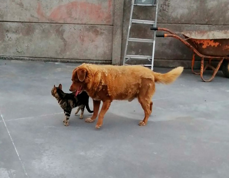 El perrito más viejo de la historia se llama Bobi y tiene 30 años