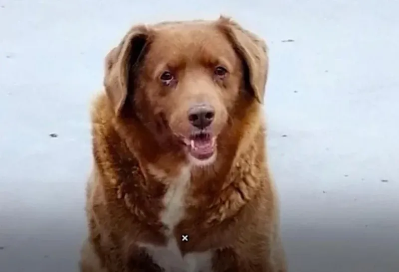 El perrito más viejo de la historia se llama Bobi y tiene 30 años