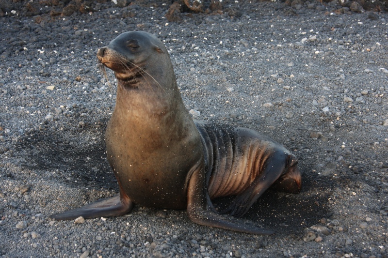 Se recupera la población de lobos marinos en la costa