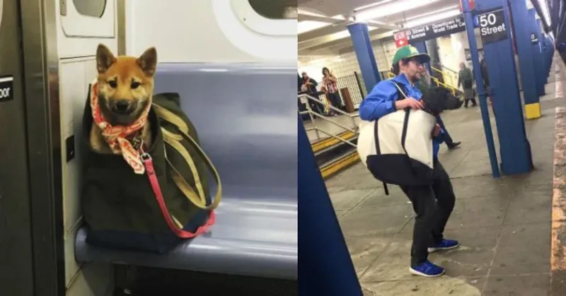 Nueva York prohibió los perros en el subte a menos que sea en un bolso