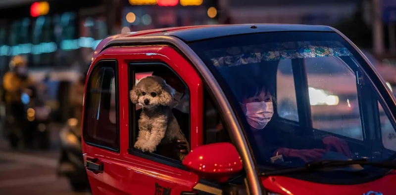 Florida: buscan prohibir que los perros saquen la cabeza por la ventana del auto