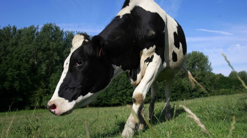 Brasil confirmó un caso de ”vaca loca” y suspendió las exportaciones de carne a China