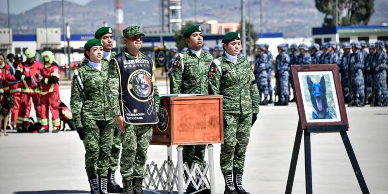 Homenajearon a Proteo, el perrito rescatista que murió en Turquía