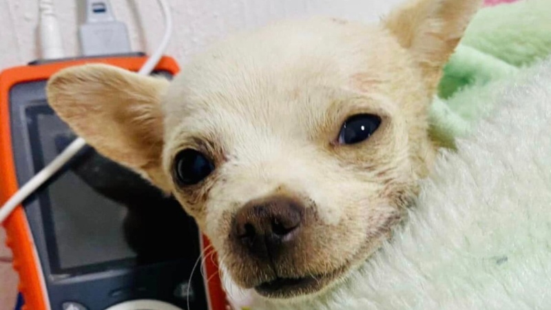 Murió Pinky, el chihuahua que intentó defender a su familia de ladrones