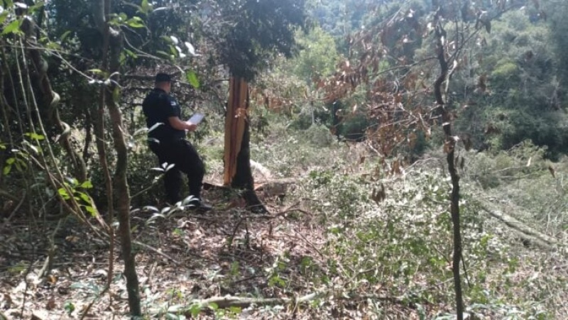 Hombre muere aplastado por la rama de un árbol