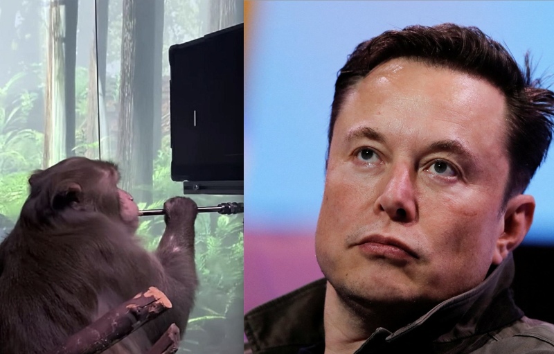 Inteligencia Artificial: Pager, el mono de Elon Musk, tiene un chip en el cerebro