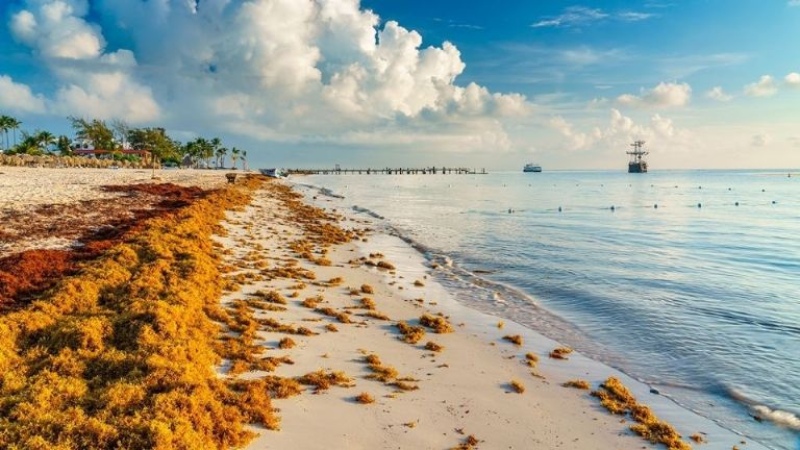 Alerta en las playas de Florida y el Caribe: se acerca una gigante masa de algas