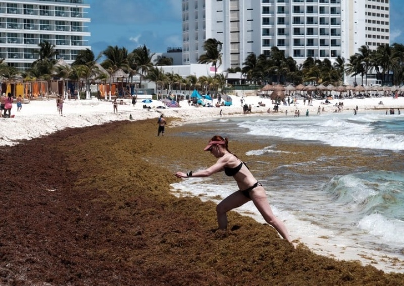 Alerta en las playas de Florida y el Caribe: se acerca una gigante masa de algas