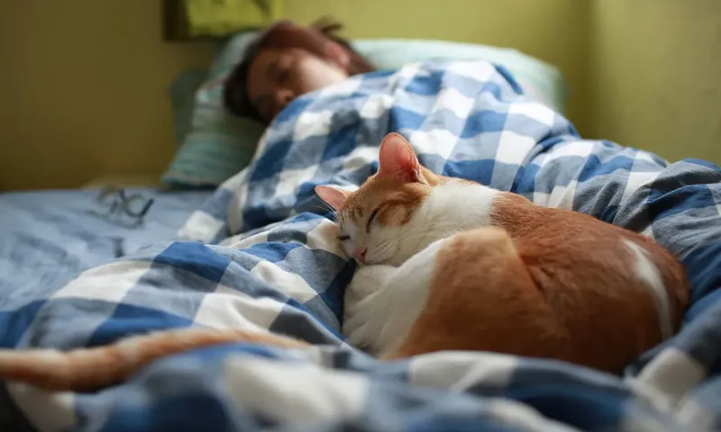 Dormir con un gato puede ser dañino para la salud, según un estudio