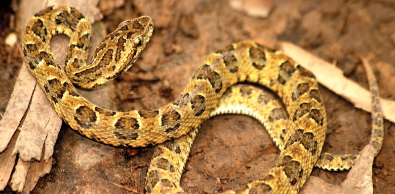 Apareció una serpiente en Ciudad Universitaria