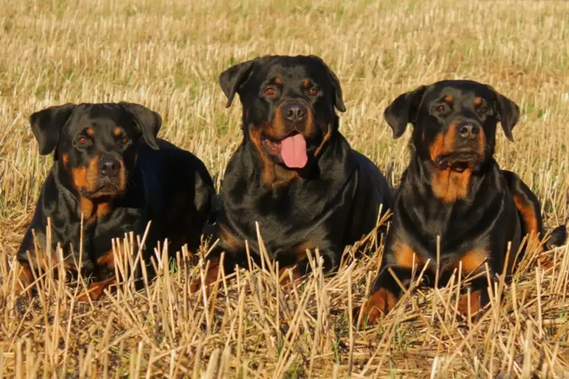 Un nene de 11 años fue atacado por tres perros rottweiler