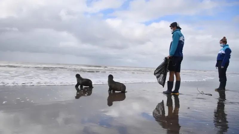 Aparecieron dos lobos marinos en las playas de Mar de Ajó y Nueva Atlantis