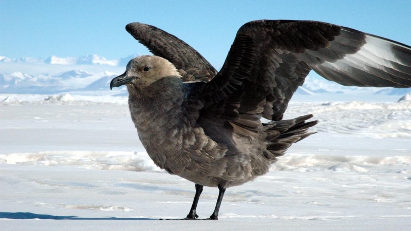 Las aves de la Antártida ¿en peligro de extinción por tormentas extremas?