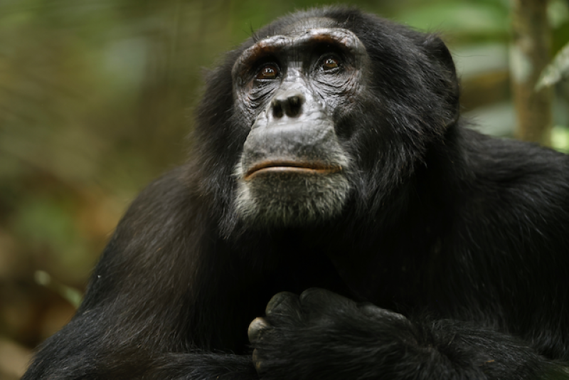 ”El imperio de los chimpancés”, la serie documental de Netflix que no te podés perder